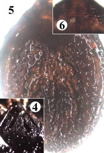 Ixodes festai
